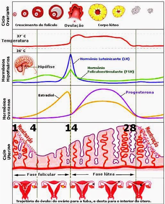 ciclo menstrual 