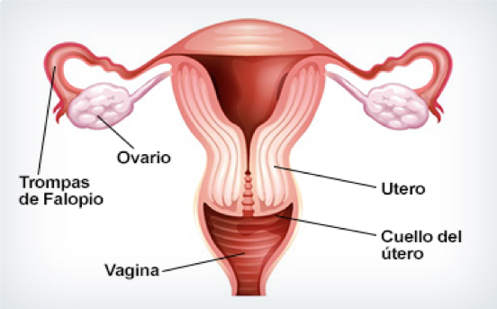 Osteopatía para mejorar la fertilidad