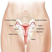 Endometriosis y fertilidad