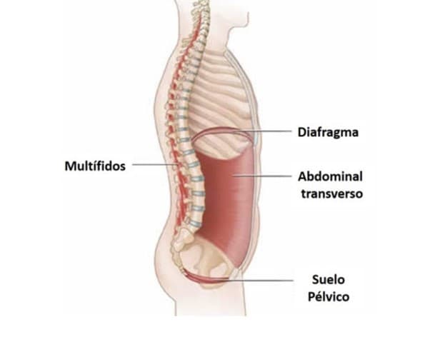 musculatura suelo pélvico en hombres